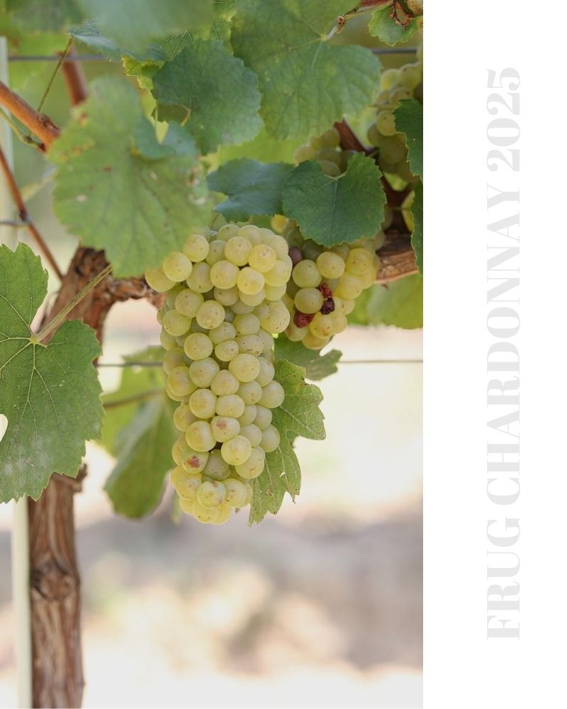 frug chardonnay weisswein serbien rakija vino