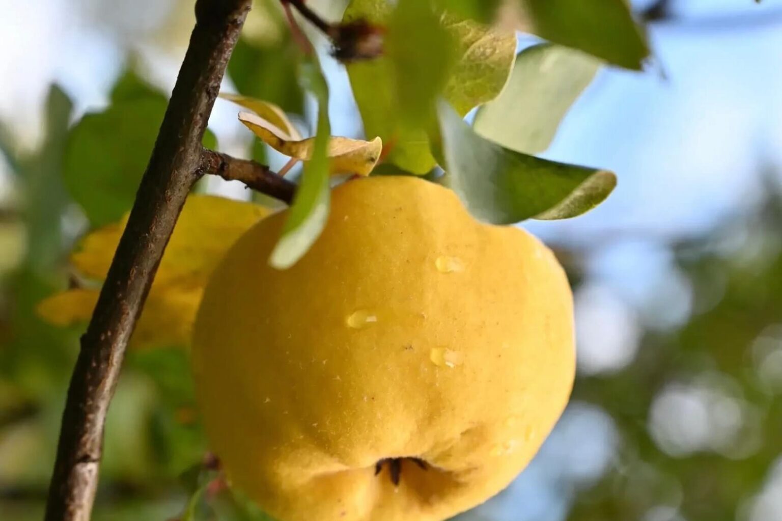 rakija vs grappa vs obstbrand rakija vino wien3