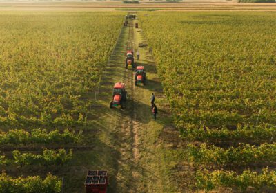 serbische weinfelder rakija vino