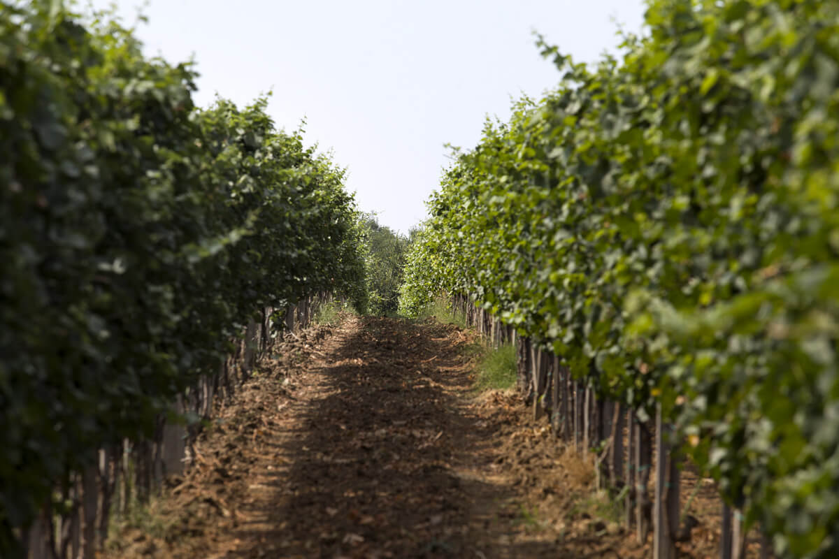 serbische weinfelder