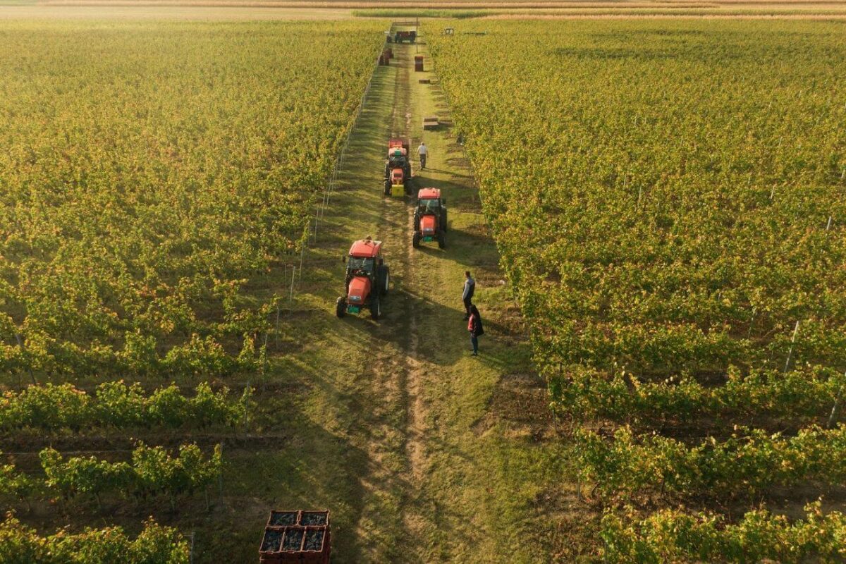 serbischer wein neu rakija vino wien 1 (1)