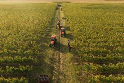 serbischer wein neu rakija vino wien 1 (1)