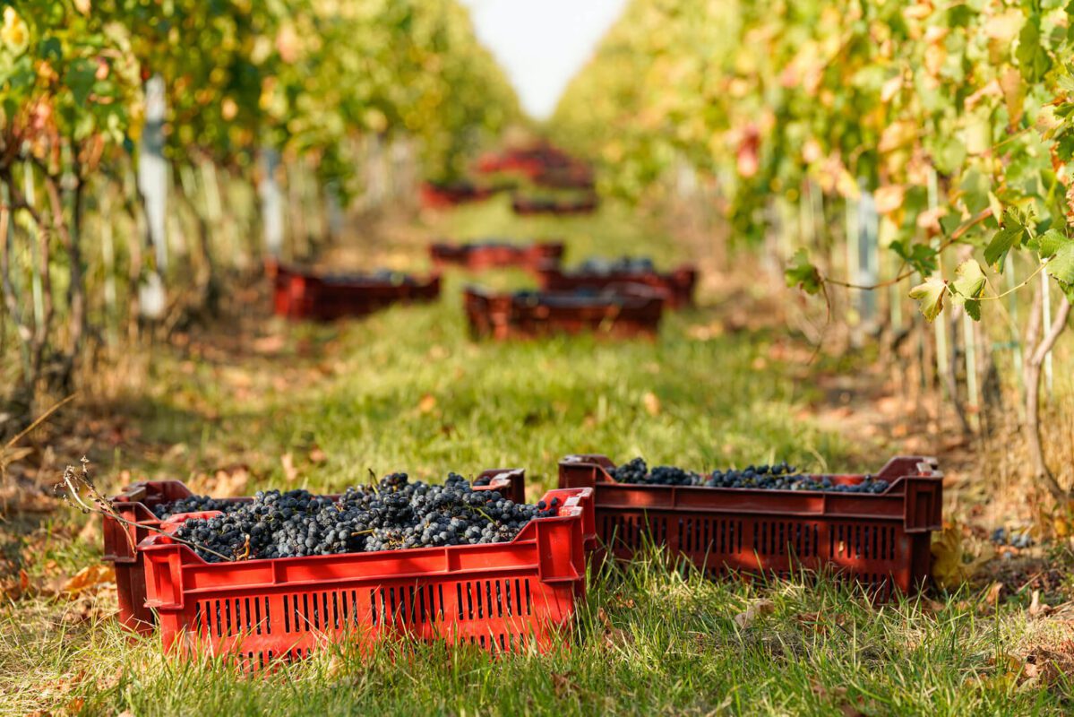 wein ernte in serbien rakija vino